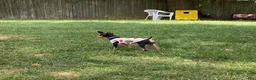 Miniature Pinscher dogs for sale: Miniature Pinscher 1 (plum) - Ad 16