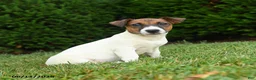 Jack Russell Terrier dogs for sale: Willow - Ad 3