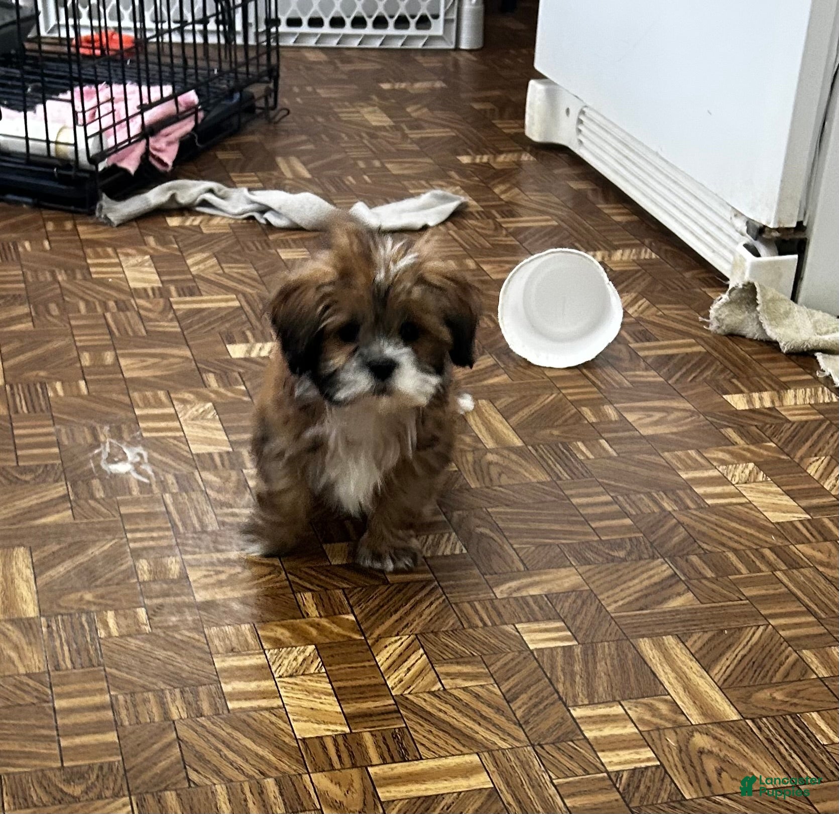 Lhasa Apso dogs Lhasa Apso Puppy 1 - Ad 6