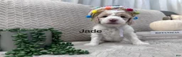 Goldendoodle dogs for sale: Jade 🩵 - Ad 21