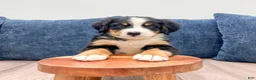 Bernese Mountain Dog dogs for sale: Jersey - Ad 3