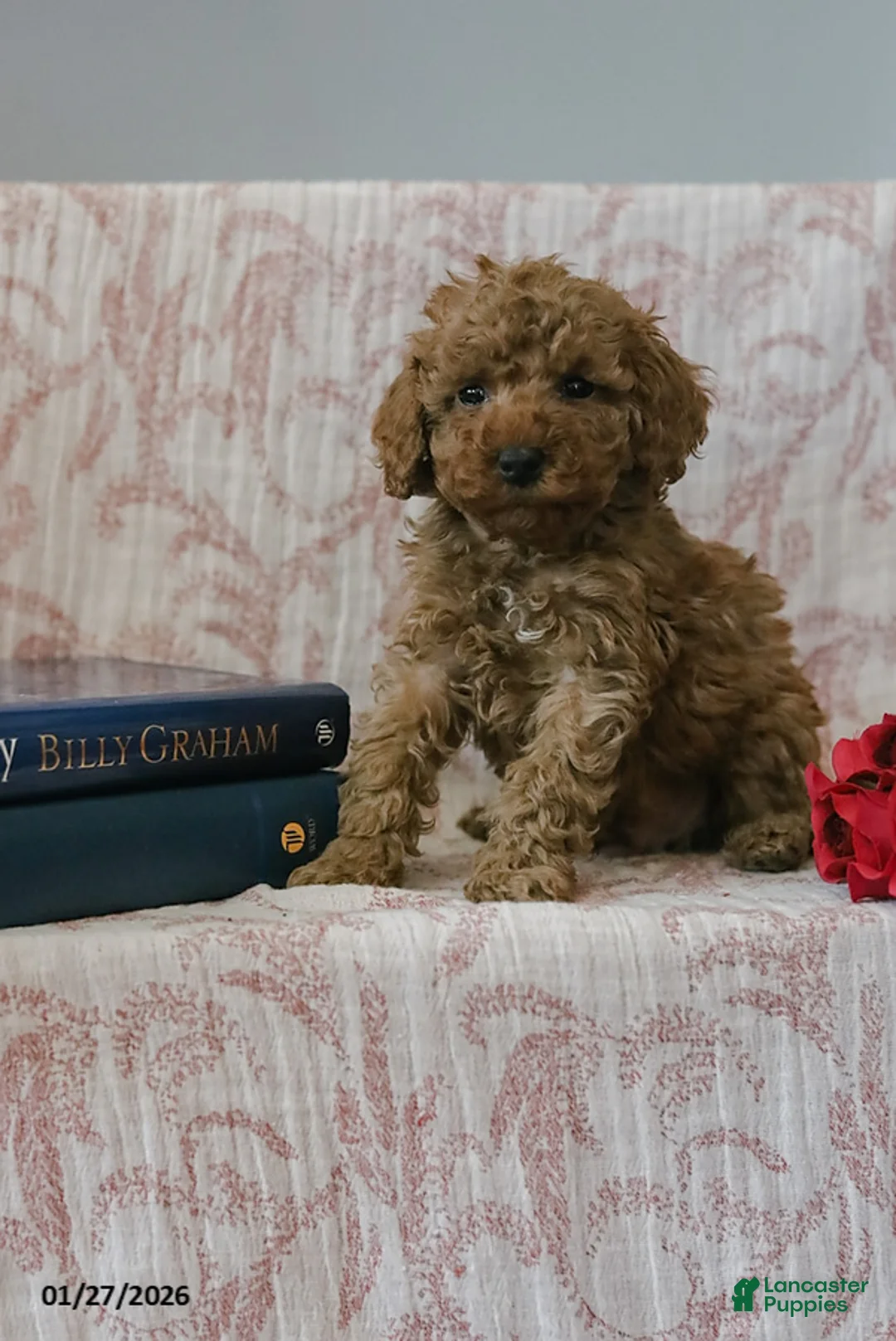 Cockapoo dogs for sale: Jared - Ad 3