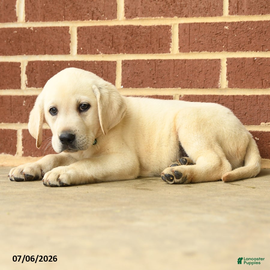 Labrador Retriever dogs Dynamite - Ad 2