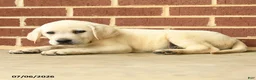 Labrador Retriever dogs for sale: Dynamite - Ad 2