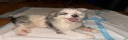 Aussiedoodle dogs for sale: Aussiedoodle 1 - Ad 2