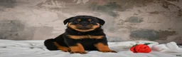 Rottweiler dogs for sale:  Sasha 🐾 - Ad 9