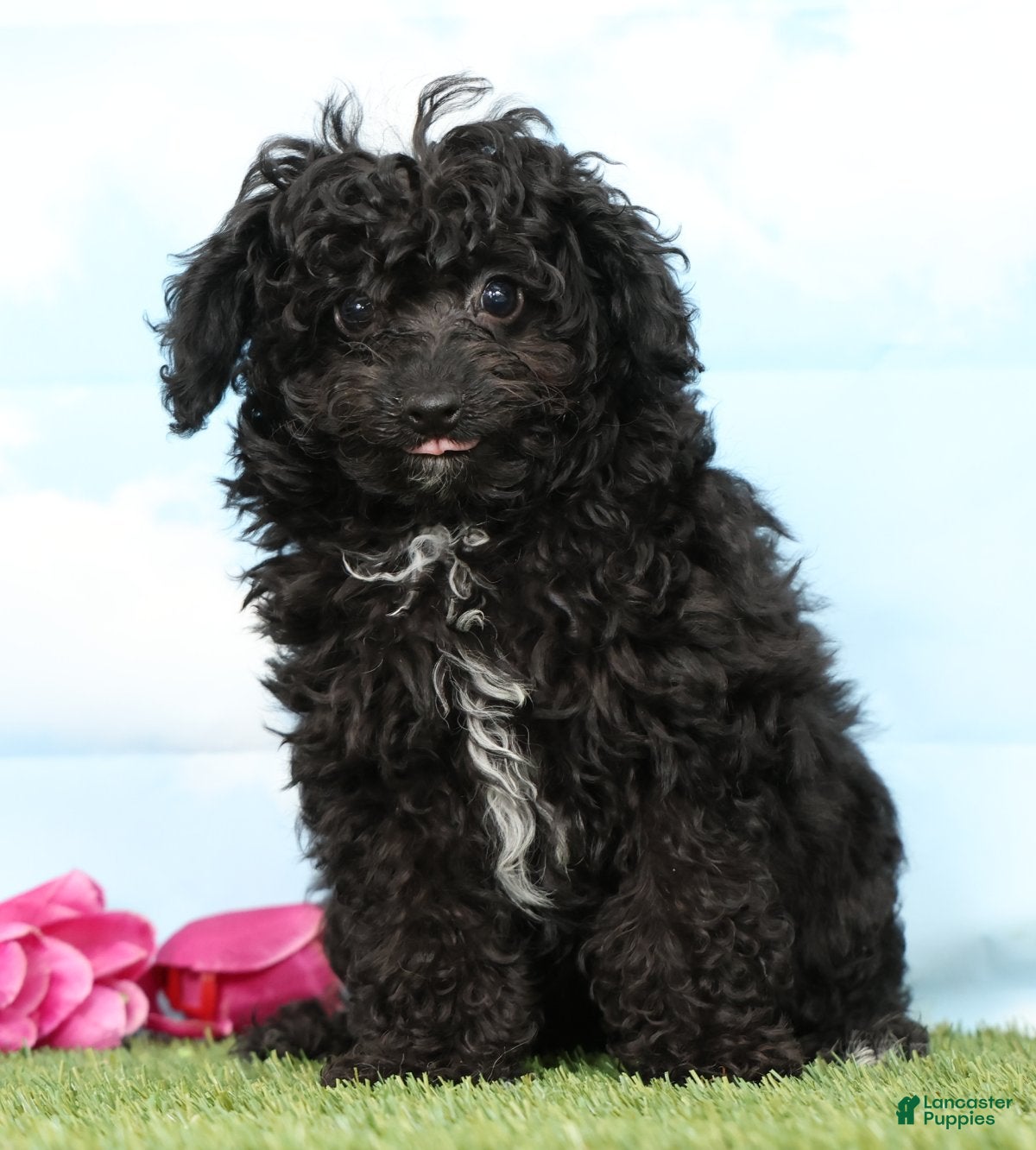 Mini Aussiedoodle dogs Bella - Ad 2
