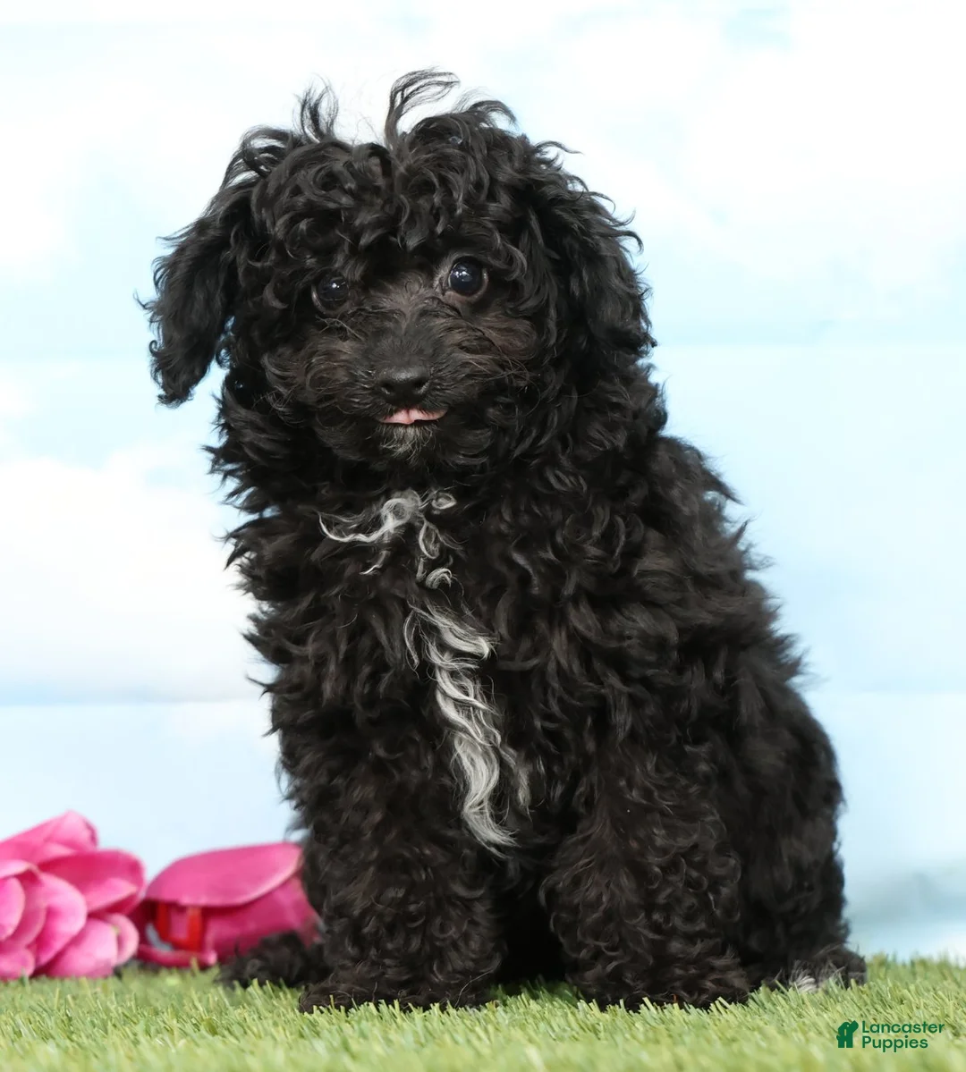 Mini Aussiedoodle dogs for sale: Bella - Ad 2