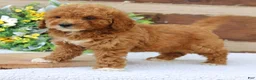 Mini Goldendoodle dogs for sale: Luna  - Ad 3