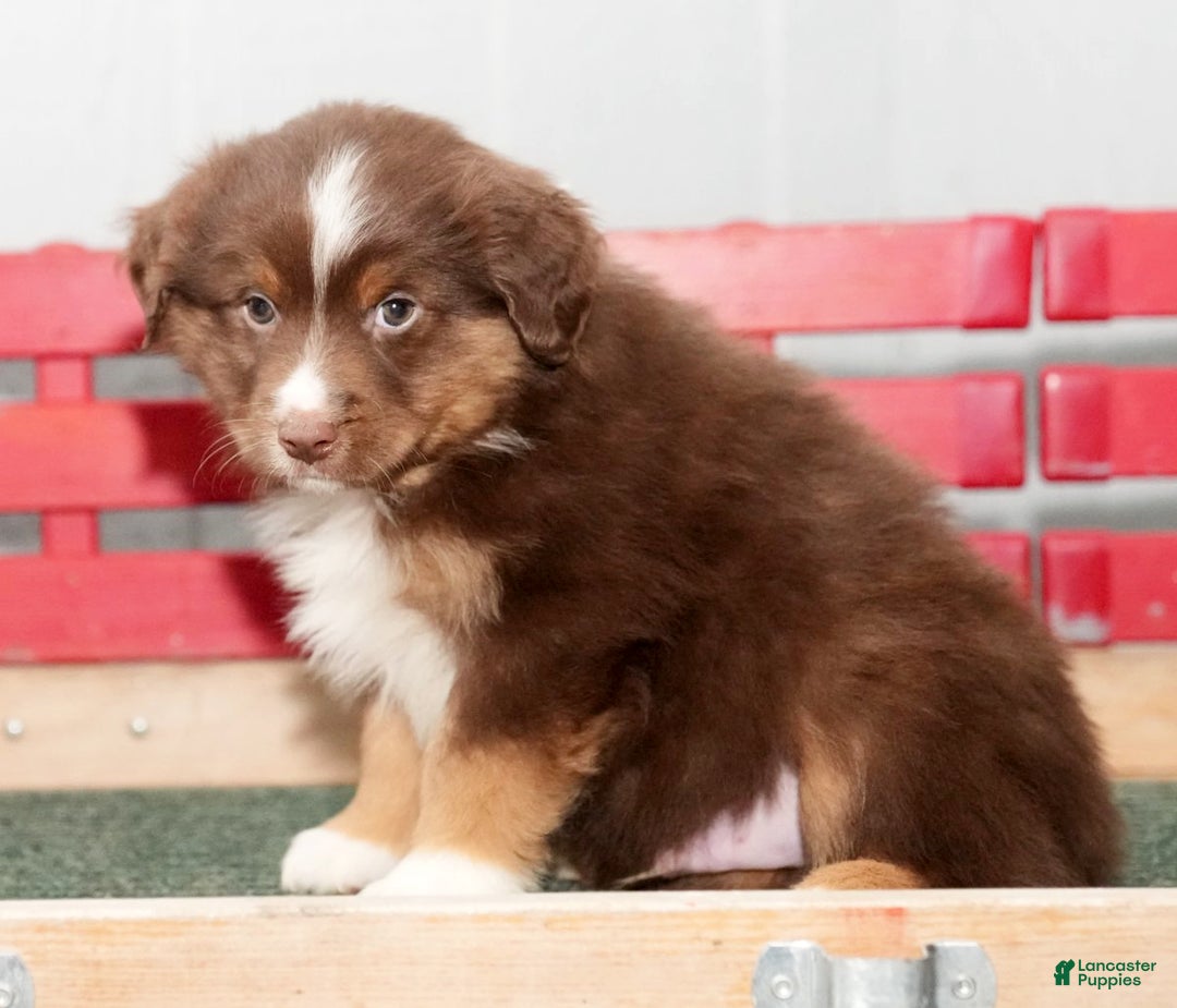 Miniature Australian Shepherd dogs for sale: Domino - Ad 7