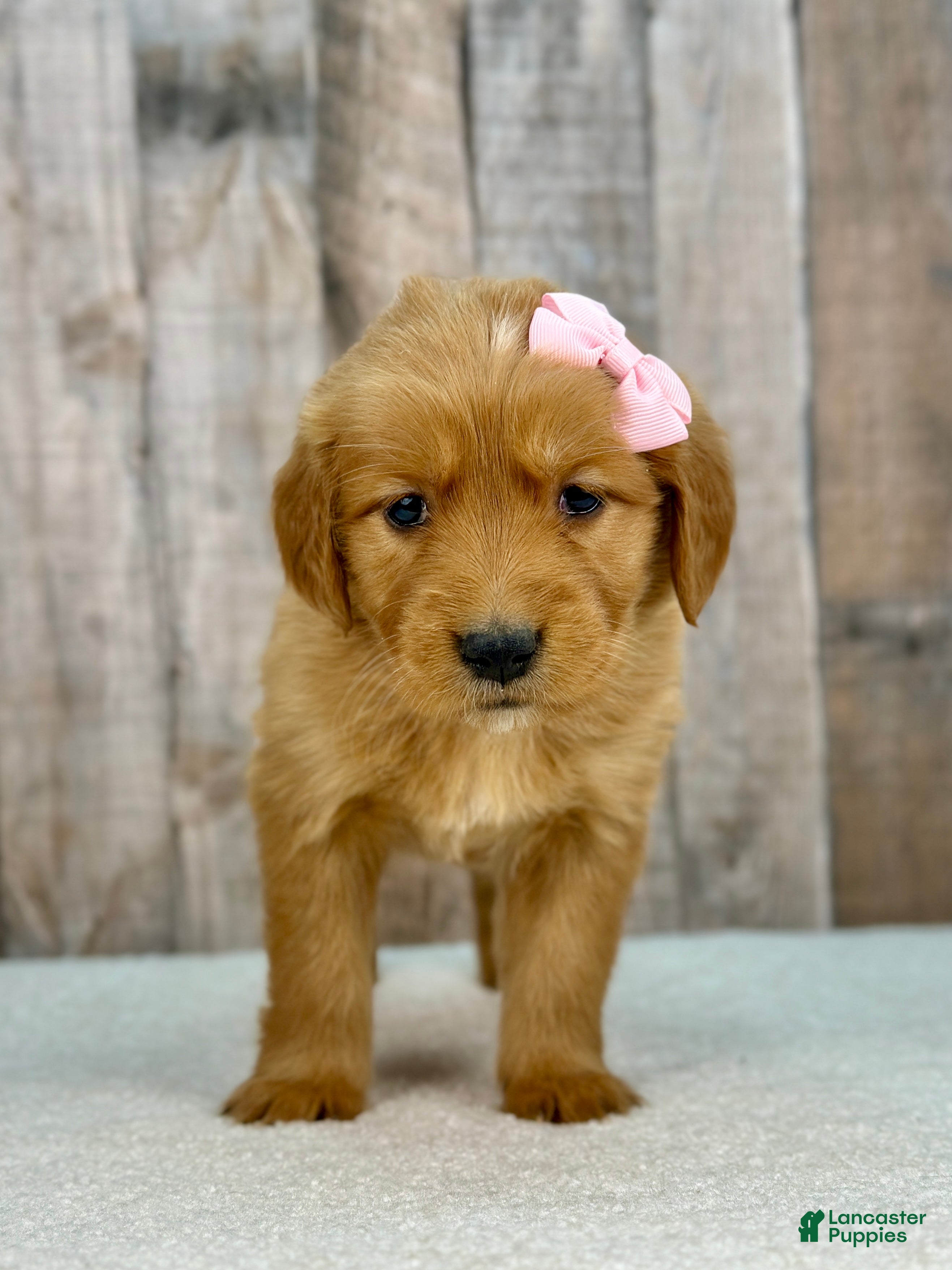 Golden Retriever dogs Betty - 6247 - Ad 1