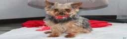 Yorkiepoo dogs for sale: Ranger  - Ad 9