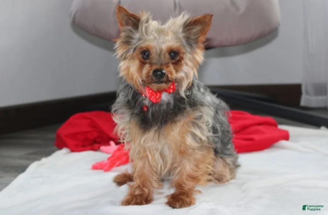 Yorkiepoo dogs for sale: Ranger  - Ad 9