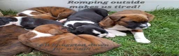 Boxer dogs for sale: Nero AKC - Ad 6