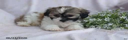 Teddy Bear dogs for sale: Emerald - Ad 6
