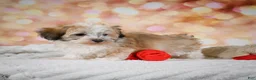 Havanese dogs for sale: Hank - Ad 5