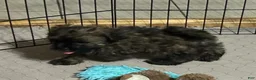 Shihpoo dogs for sale: Shihpoo 5 (Shih Tzu / Poodle) - Ad 7