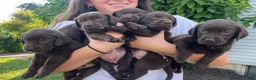 Labrador Retriever dogs for sale: Labrador Retriever 1 - Ad 9