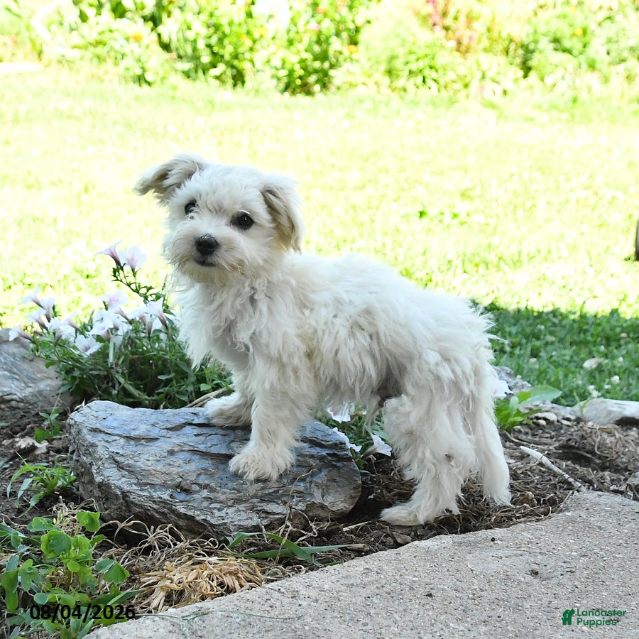 Maltese dogs Freckles - Ad 2