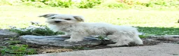Maltese dogs for sale: Freckles - Ad 2