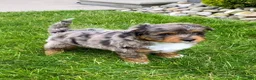 Mini Aussiedoodle dogs for sale: Ozzie - Ad 3