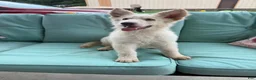 German Shepherd dogs for sale: German Shepherd 1 - Ad 7