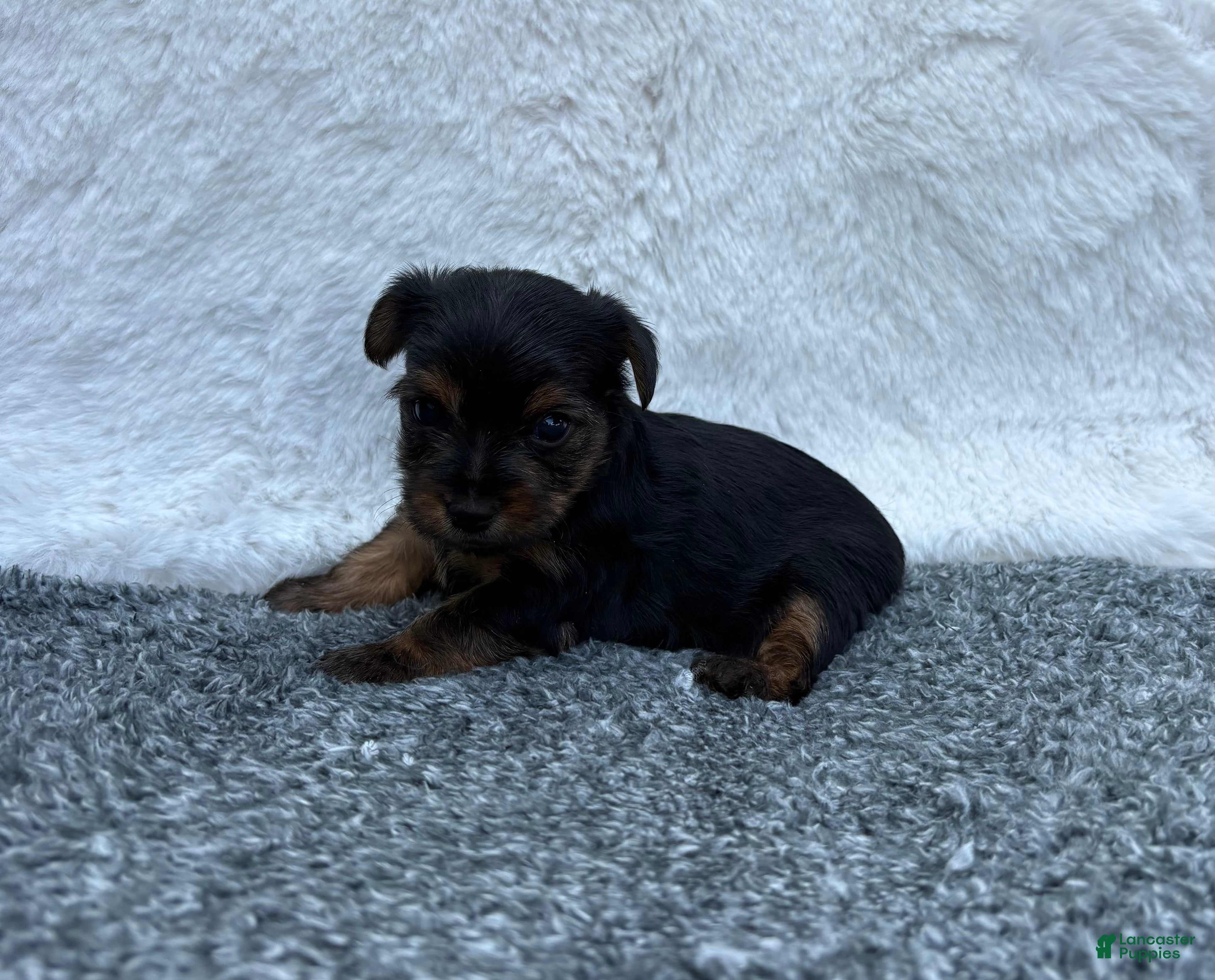 Yorkshire Terrier dogs  Chase - Ad 2