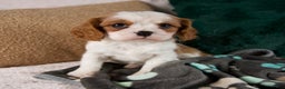 Cavalier King Charles Spaniel dogs for sale: Alice - Ad 8