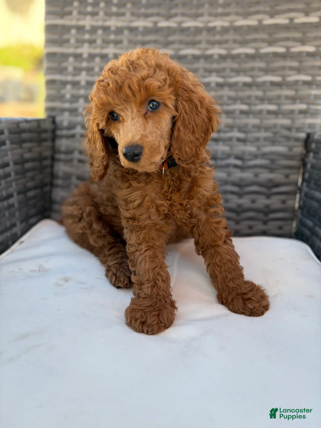 Miniature Poodle dogs for sale: Ray - Ad 2