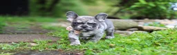 French Bulldog dogs for sale: Jewel - Ad 3