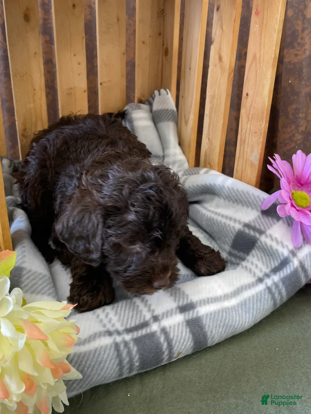 Labradoodle dogs for sale: Lonnie - Ad 7