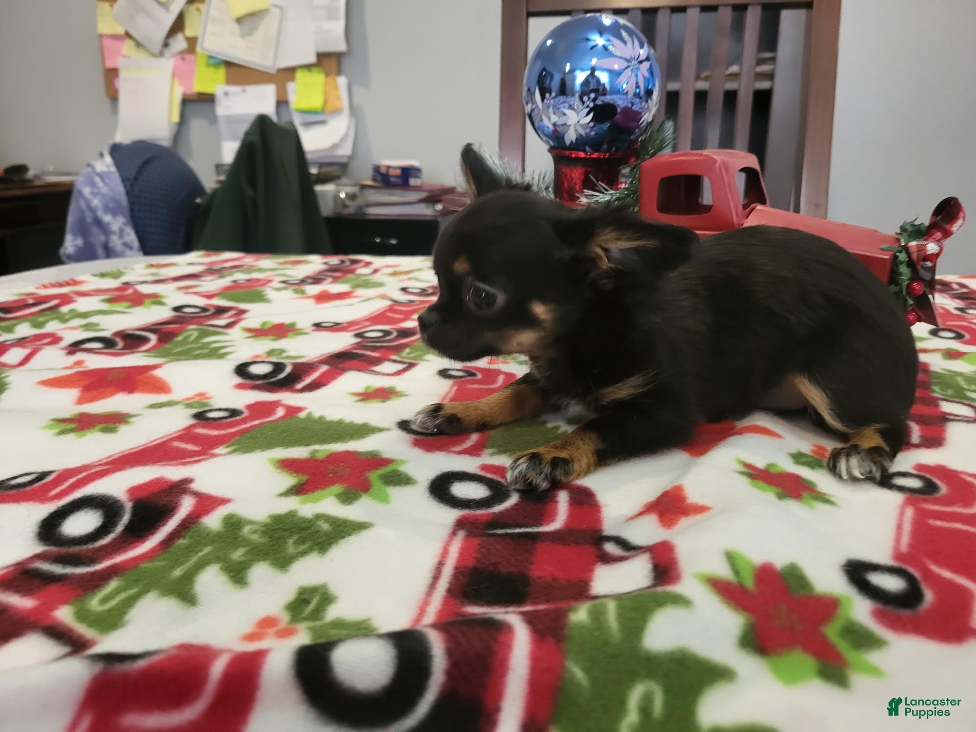 Chihuahua dogs Pippa - Ad 2