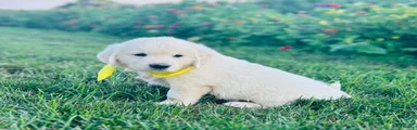 Miss Yellow