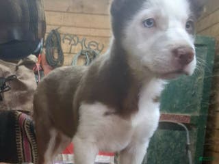 Border Collie dogs Border Collie Puppy 3 - Ad 24