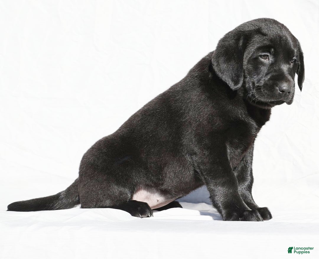 Labrador Retriever dogs for sale: Jingles - Ad 4