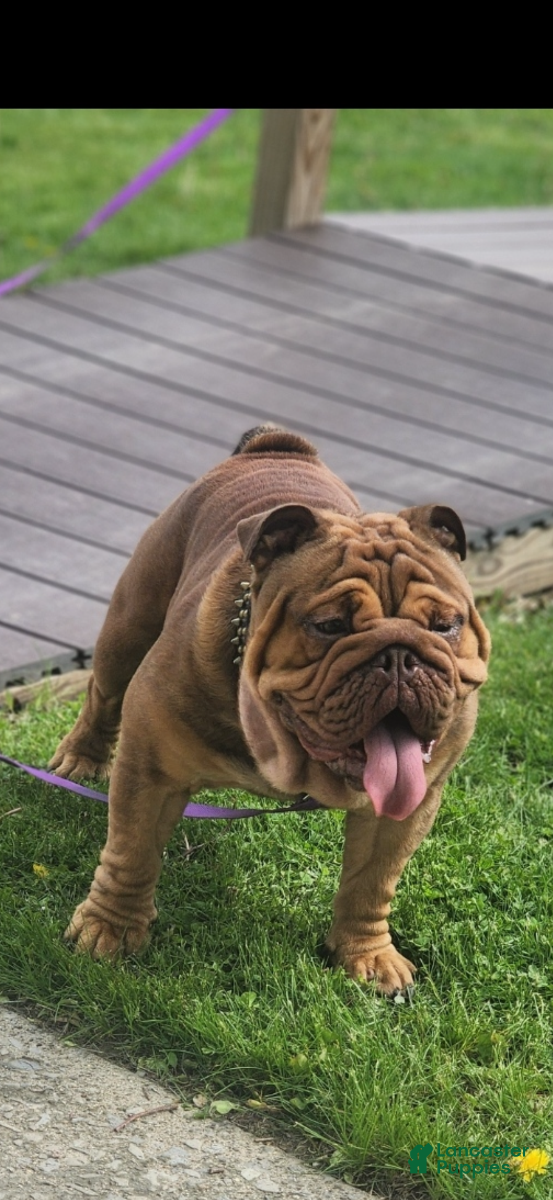 English Bulldog dogs for sale: Chloe - Ad 18