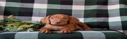 Vizsla dogs for sale: Hartman - Ad 5