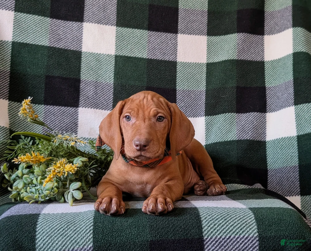 Vizsla dogs for sale: Hartman - Ad 5