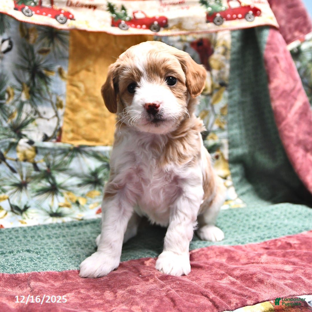 Goldendoodle dogs for sale: Jill - Ad 1