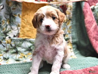 Goldendoodle dogs Jill - Ad 3