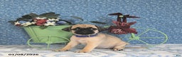 Pug dogs for sale: Liana - Ad 5
