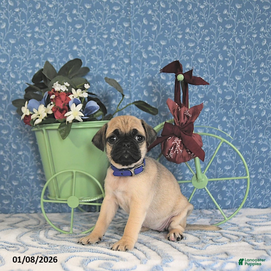 Pug dogs for sale: Liana - Ad 5