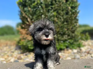 Miniature Schnauzer dogs for sale: Hannah - Ad 3