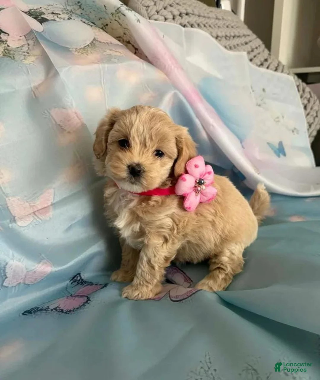 Maltipoo dogs for sale: Luna - Ad 1