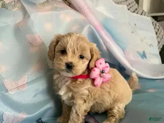 Maltipoo dogs Luna - Ad 35