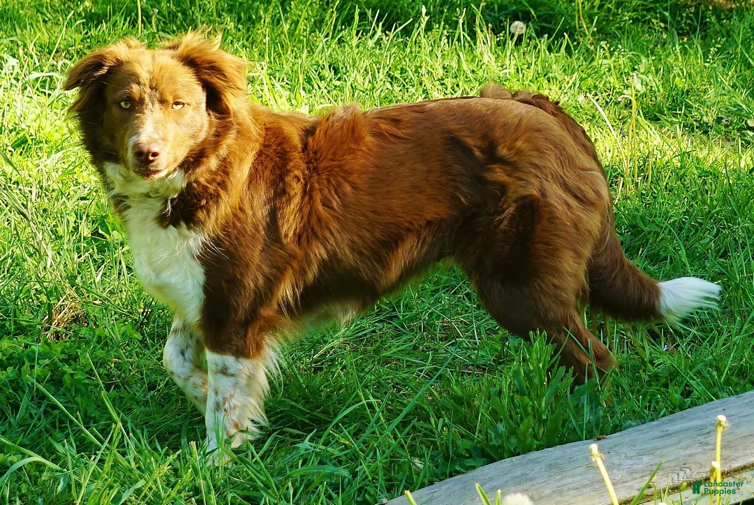 Border Collie dogs for sale: MEADOW - Ad 12