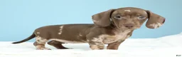 Miniature Dachshund dogs for sale: Kenna - Ad 1