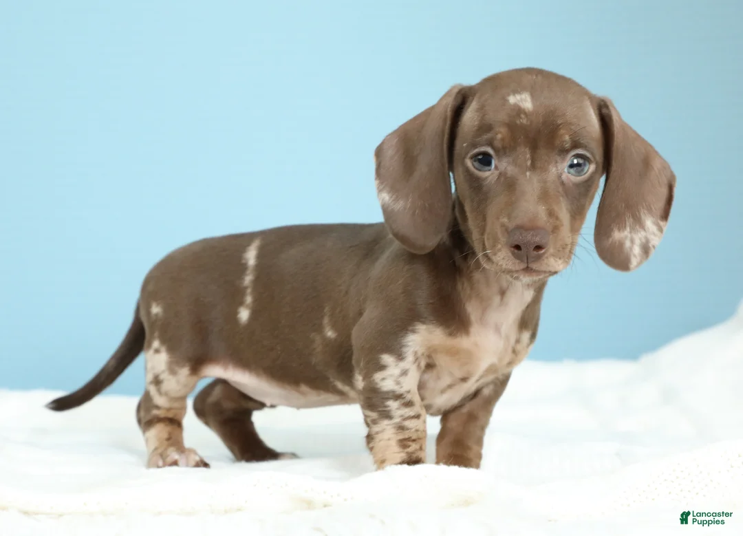 Miniature Dachshund dogs for sale: Kenna - Ad 1