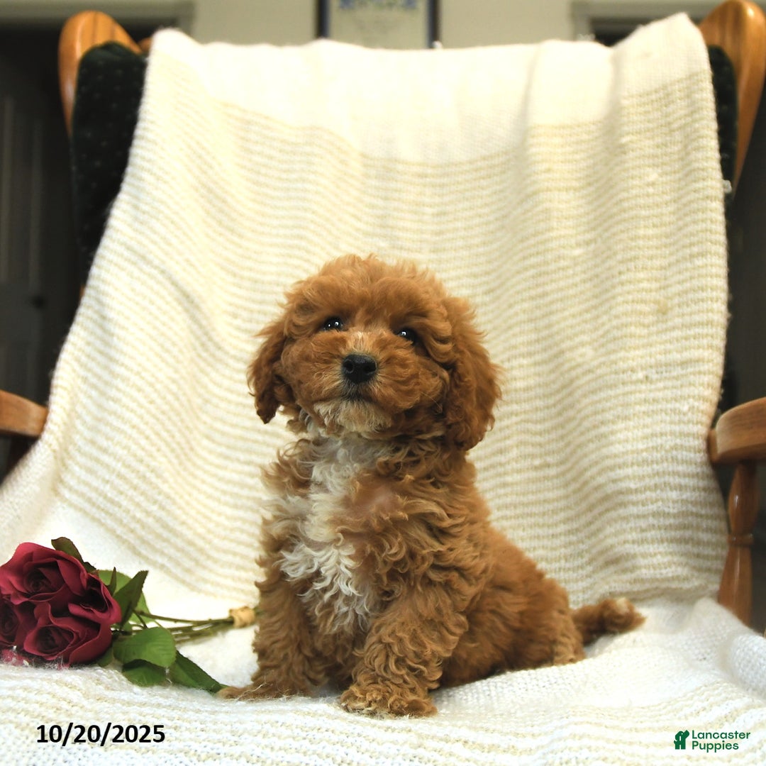 Cockapoo dogs for sale: Cindy - Ad 7