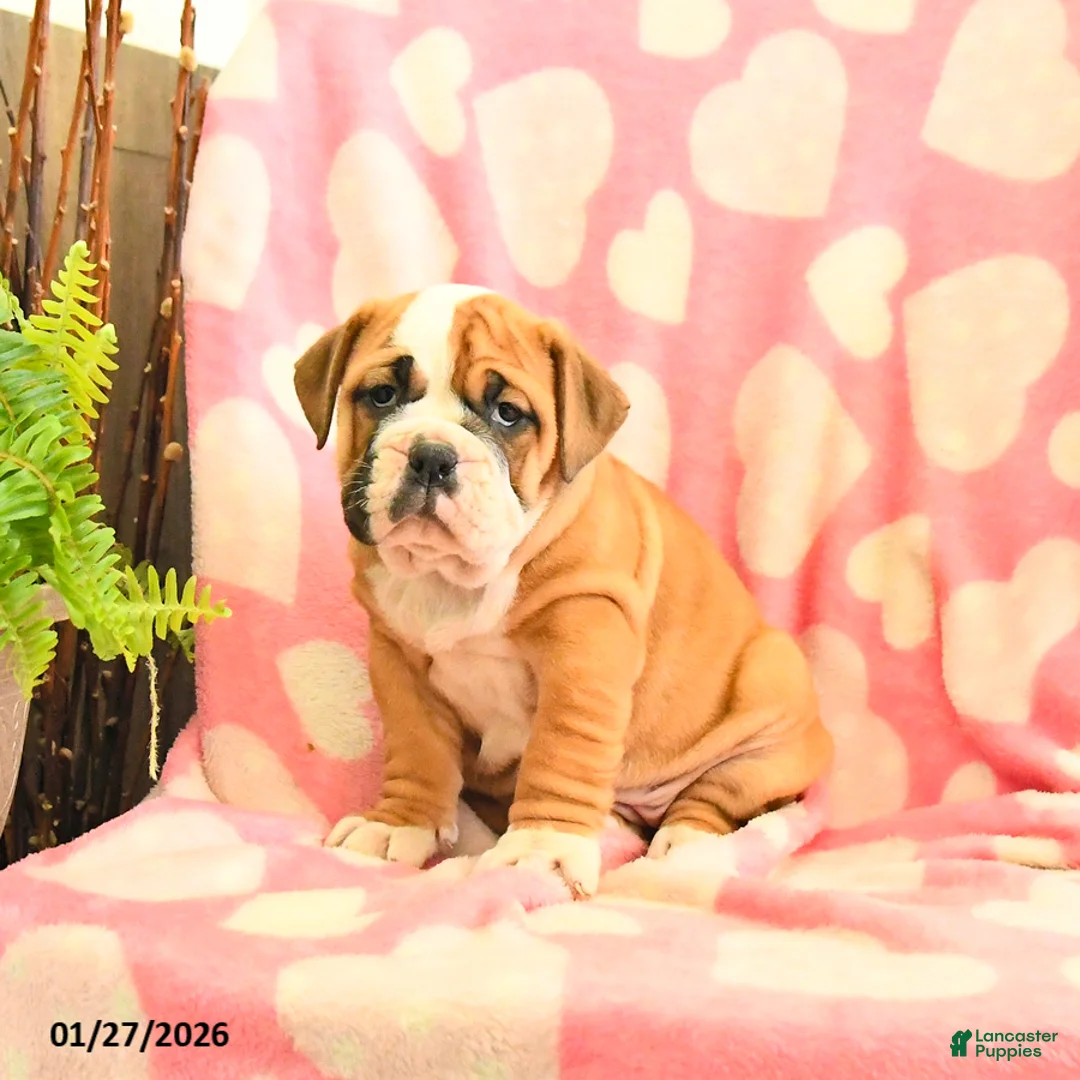 Olde English Bulldogge dogs for sale: Brownie - Ad 4